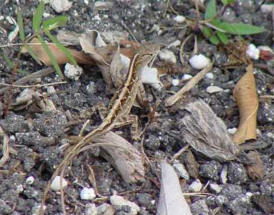 Brown Anole