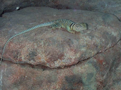 Collared Lizard