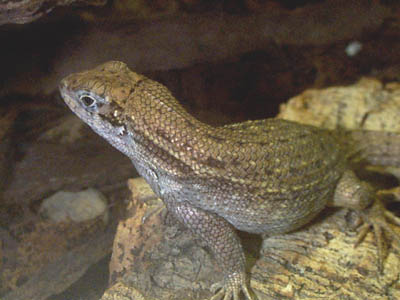 Curley Tail Lizard