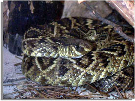 Eastern Diamondback Rattlesnake