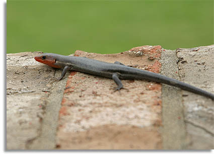 Southeastern Five-lined Skink - adult