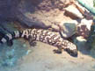 Gila Monster