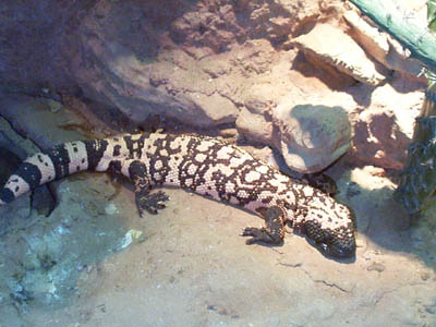 Gila Monster