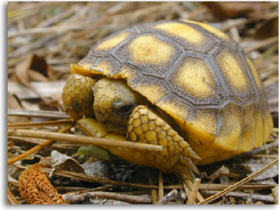 Gopher tortoise - Gopherus polyphemus
