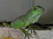 Green Iguana