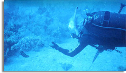 Hawk's Bill Sea Turtle, Cuba