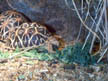 Indian Star Tortoise