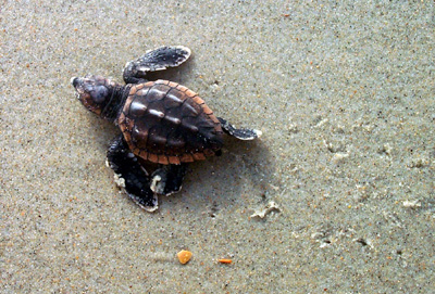 Loggerhead Sea Turtle