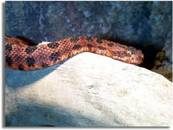 Pygmy Rattlesnake