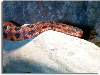 Pigmy Rattlesnake