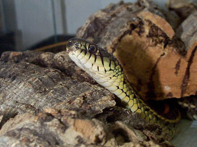 Red-sided Garter Snake