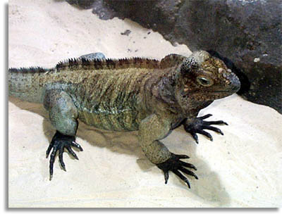 Rhinoceros Iguana