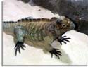 Rhinoceros Iguana