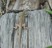 Six-lined Racerunner