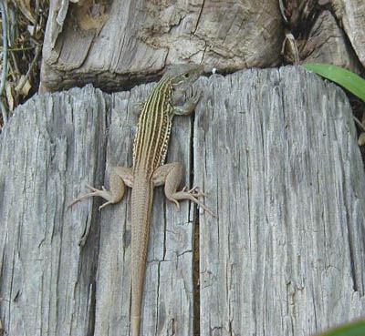Six-Lined Racerunner