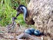 Emu Nest, Eggs & Chick