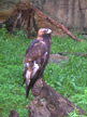 Injured Golden Eagle